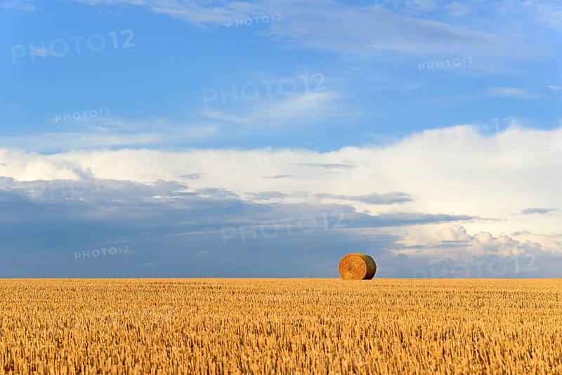 Grain field