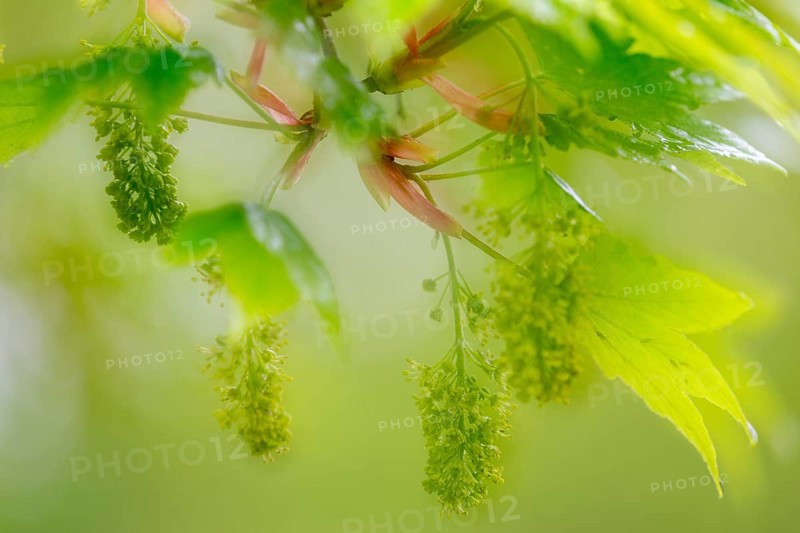 Field maple