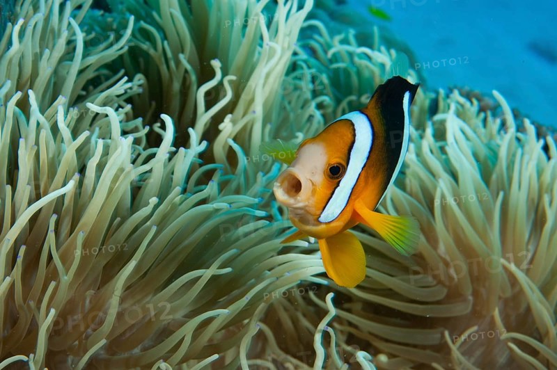 Madagascar anemonefish