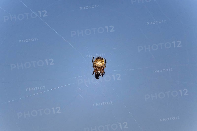 Small Orb-weaver spider