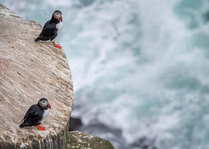 Puffin