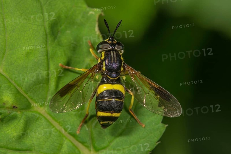 Two-banded wasp fly