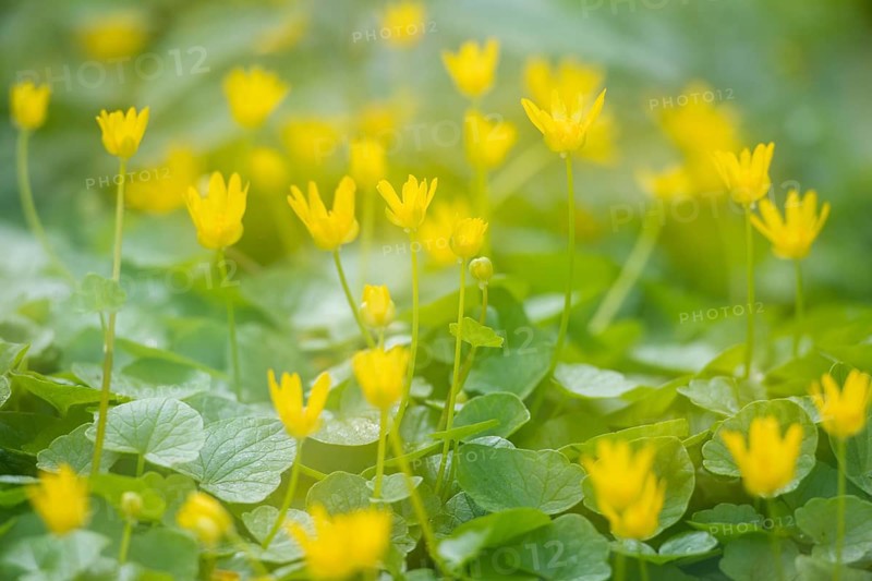 Lesser celandine