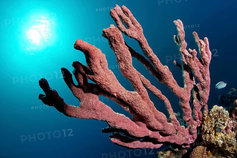 Sponge