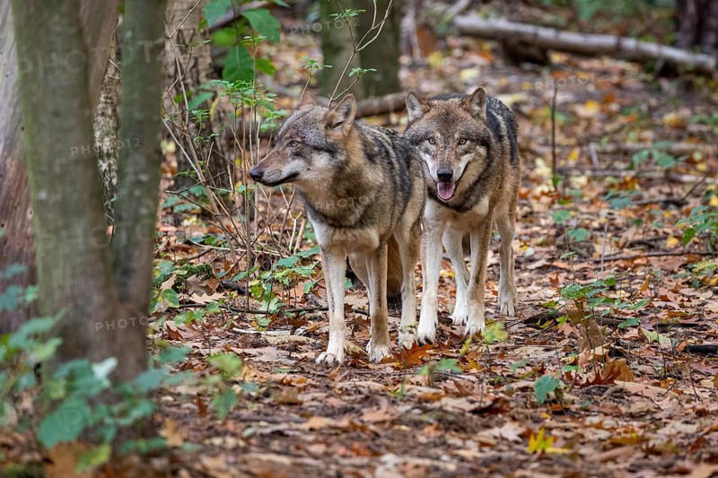 Gray wolves