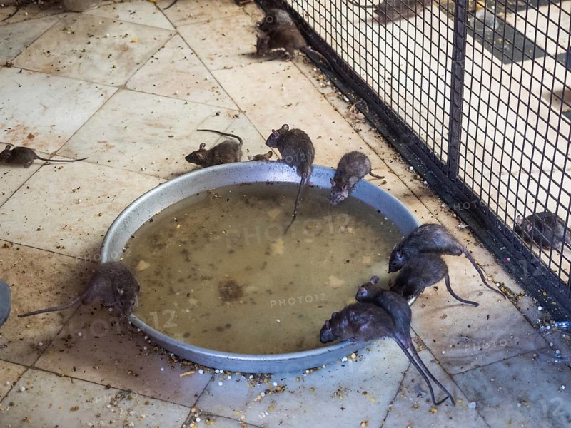 Sacred Rats