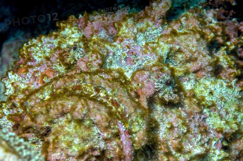 Reef stonefish