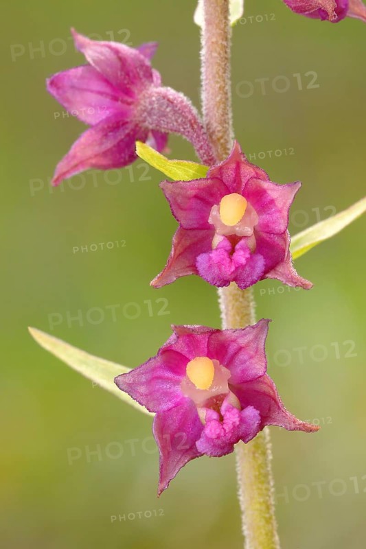 Dark red helleborine