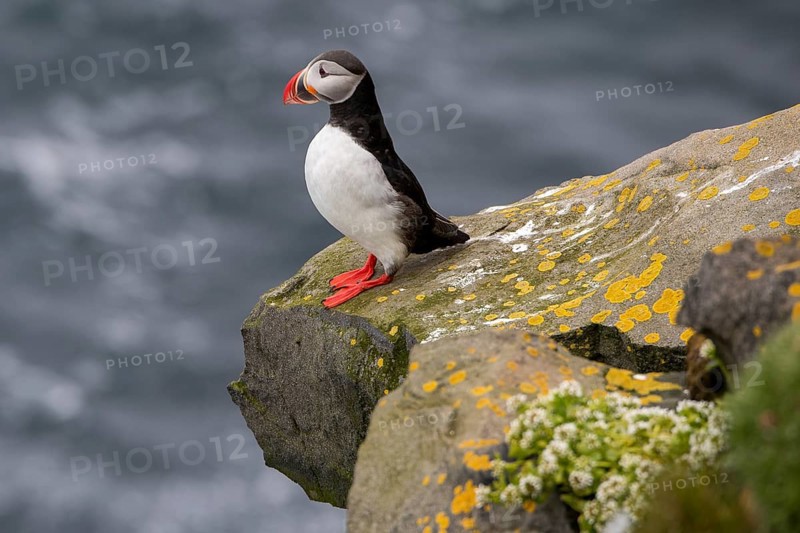 Puffin
