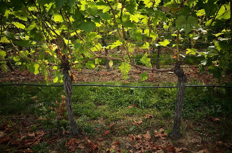 Irrigated vines