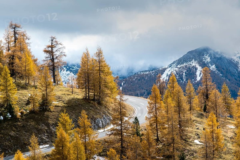 Autumn coloured larches