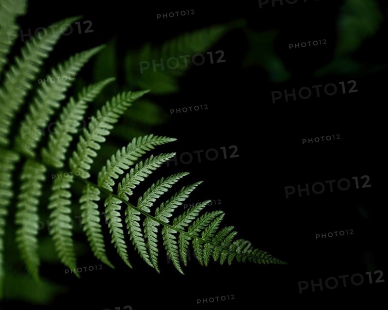 Fern at viewpoint Ilmenau balcony