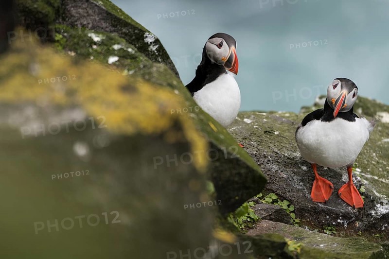 Puffin