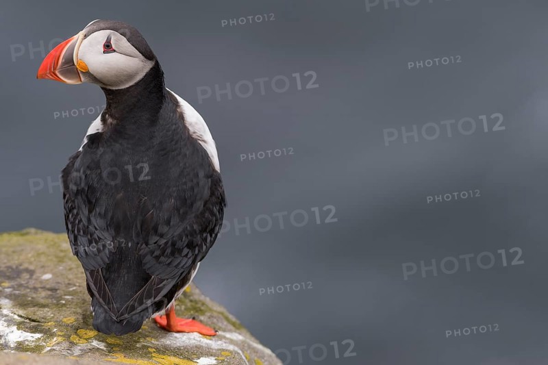 Puffin