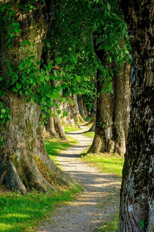 Allee