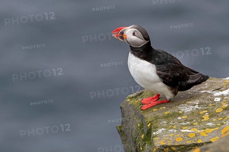 Puffin
