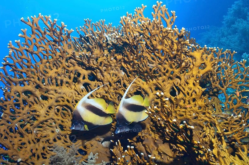 Pair of Red Sea bannerfish