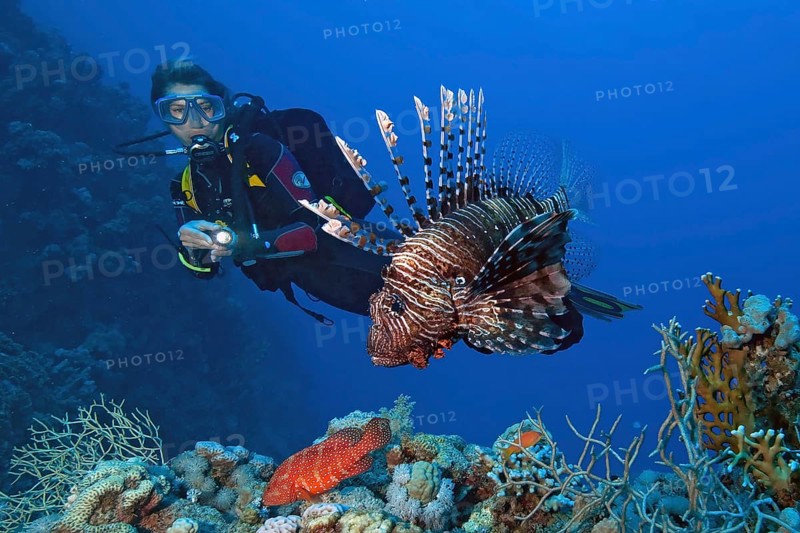 Diver looking at Indian common lionfish