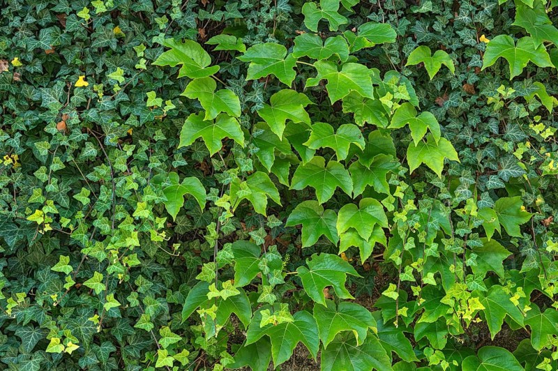 Boston ivy