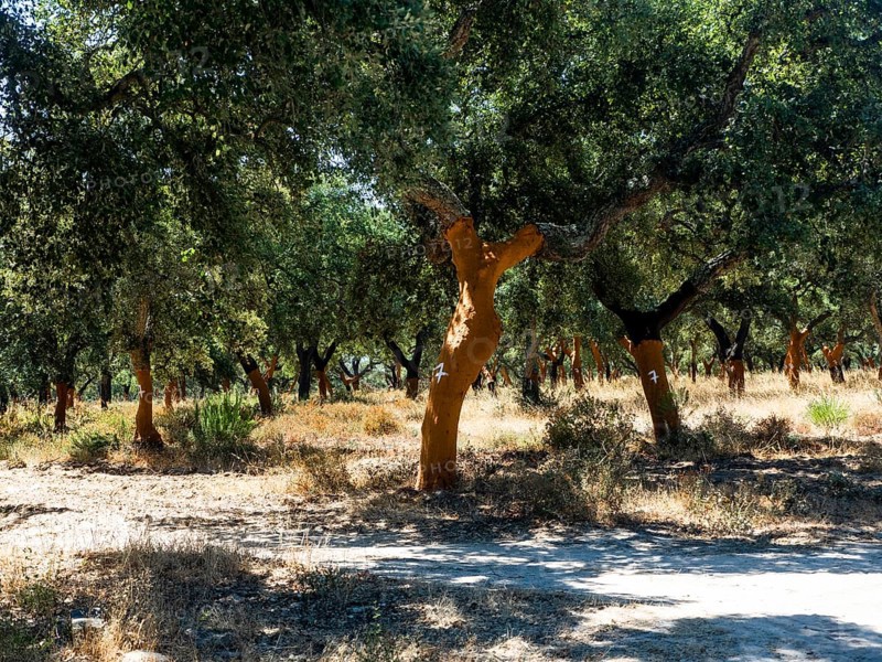 Cork oak