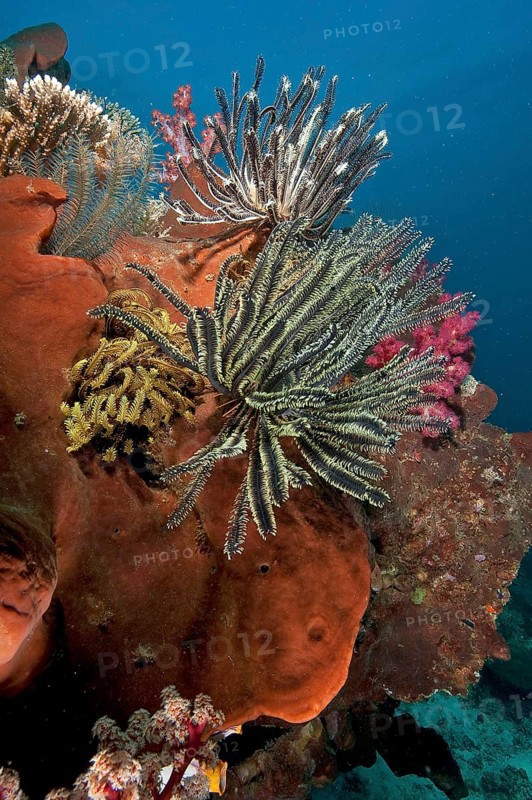 Feather stars