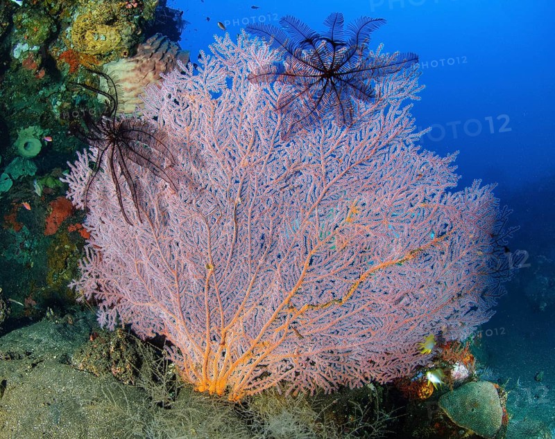 Pink Giant Sea Fan