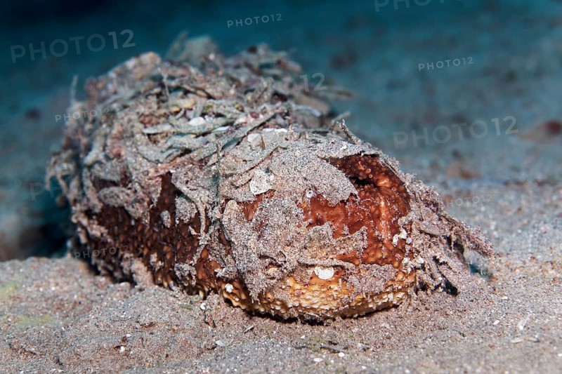 Sea cucumber also sea cucumber or holothuria