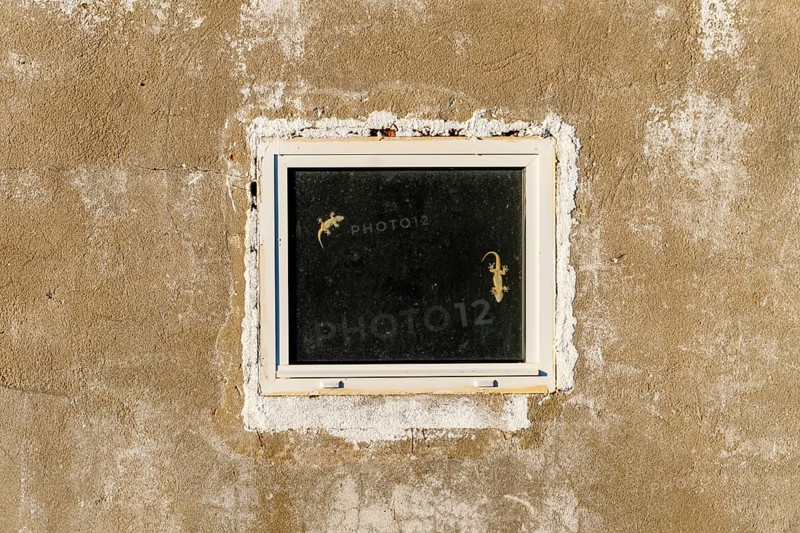 Two lizards on the window of unfinished house