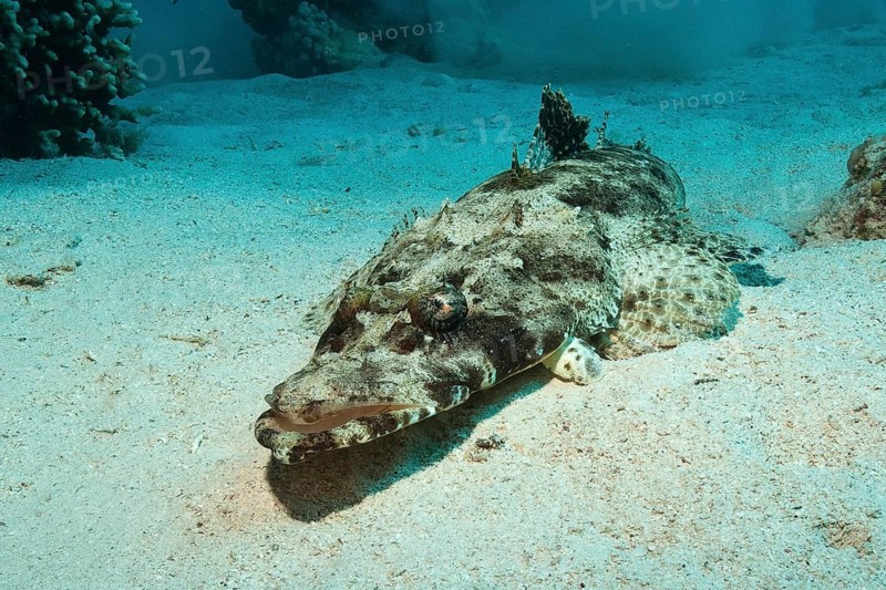 Tentacled flathead