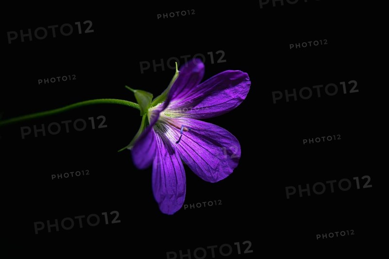 Wild geranium