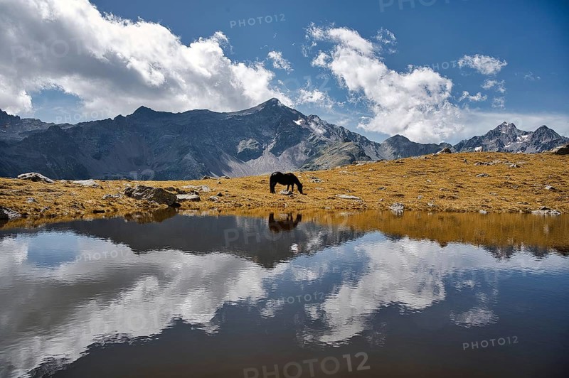 Mountain lake with horse and reflection near Petzeck