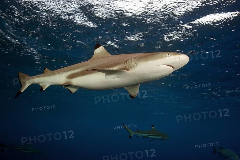 Blacktip reef shark