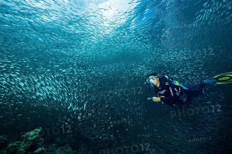 Diver next to school of Sardinops