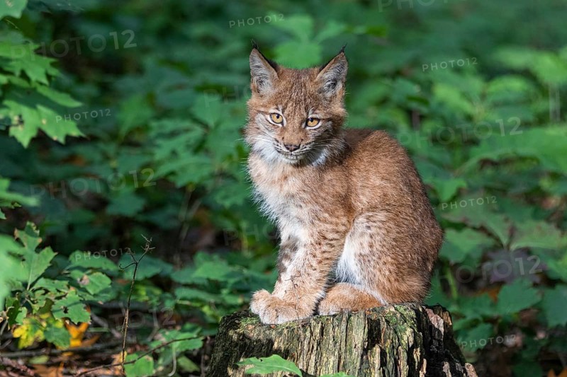 Young lynx in the last Eurasian lynx