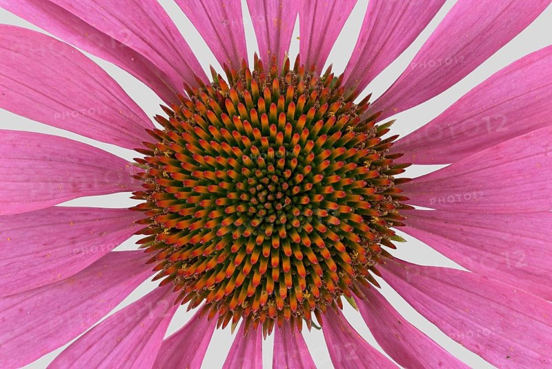 Purple Cone flower