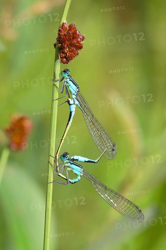 Blue-tailed damselfly