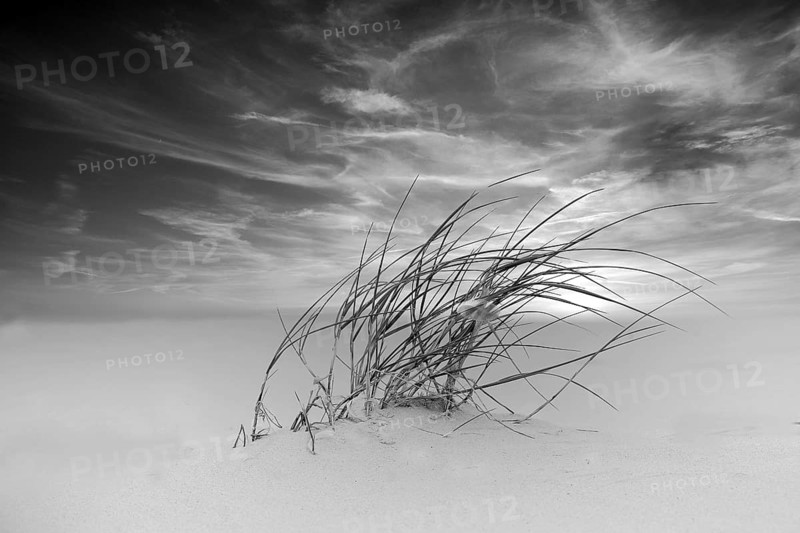 Lyme grass