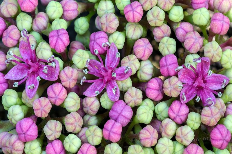 Bigleaf Hydrangea
