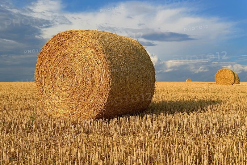 Grain field