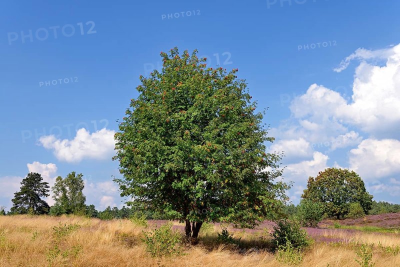 Heathland