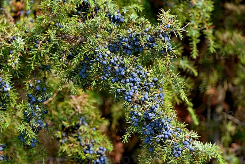 Common juniper