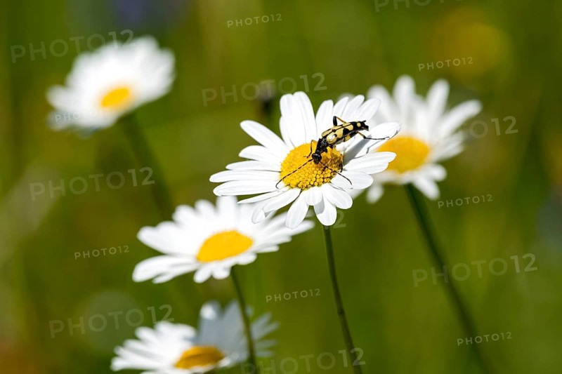 Flowering marguerites