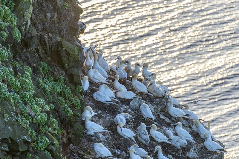 Another gannet colony opposite the rock needle Stori Karl