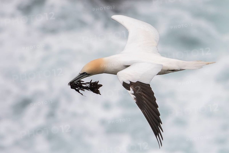Flying Northern gannet