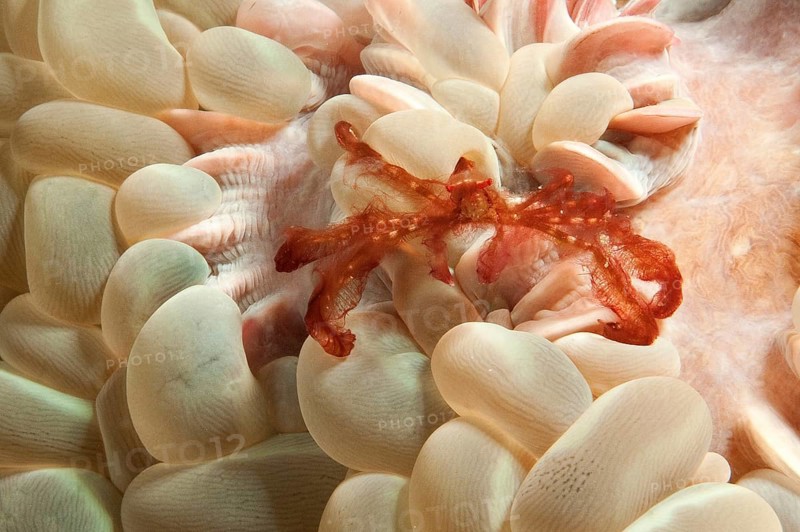 Orang Utan orang-utan crab