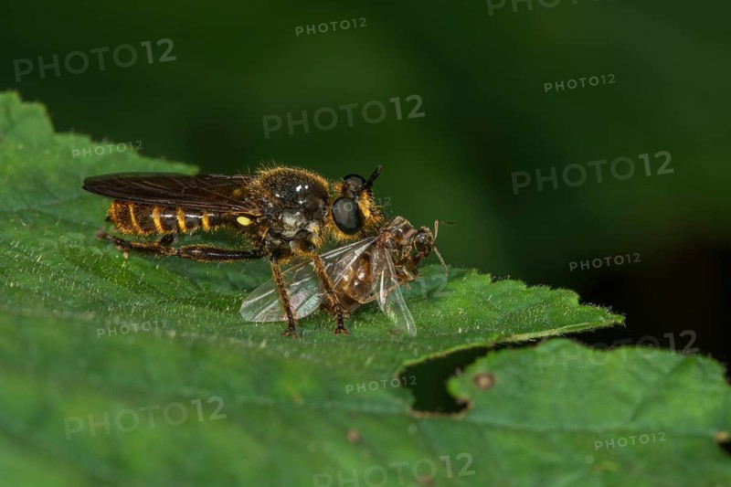 Robber fly