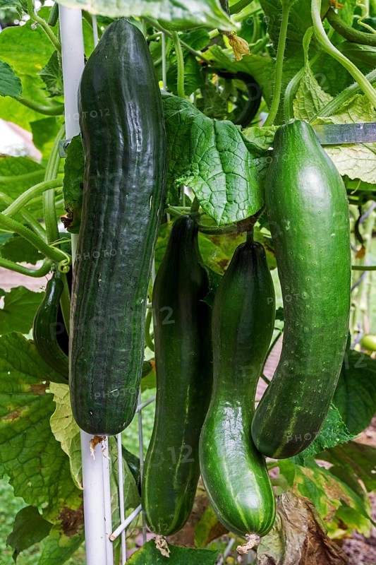Cucumber