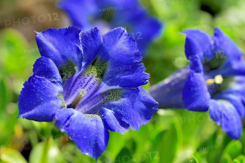 Flowering Stemless gentian