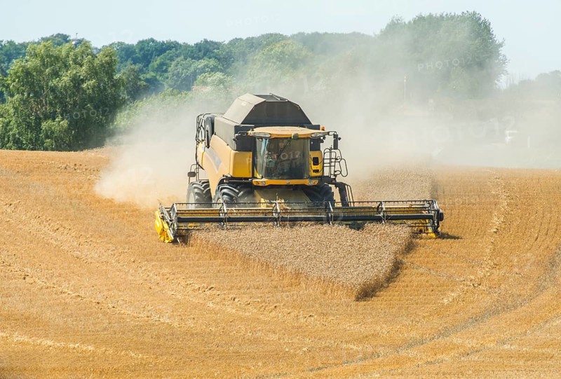 Threshing of grain with combine harvester at Ystad