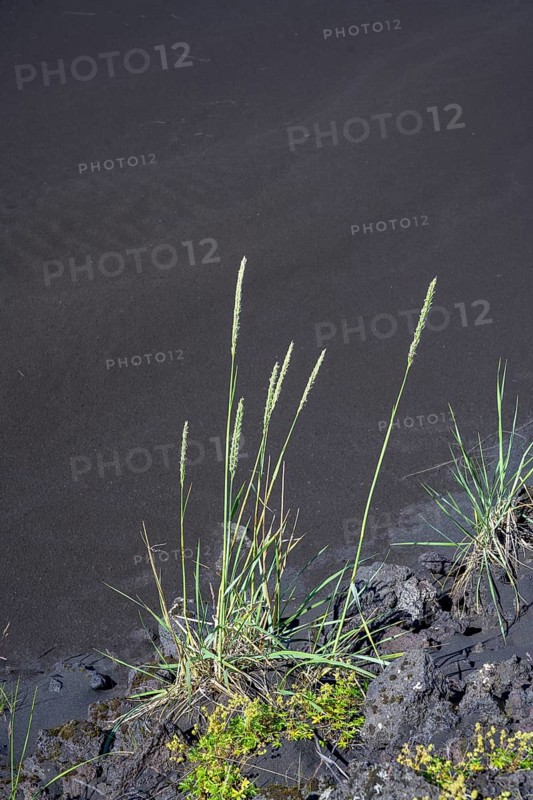 Grass and lava sand at the edge of the Eldhraun lava field